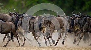 Wildebeests running through the savannah. Great Migration. Kenya. Tanzania. Masai Mara National Park.