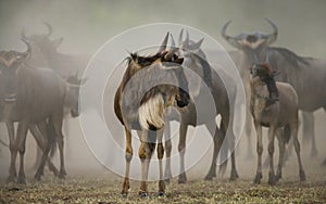 Wildebeests running through the savannah. Great Migration. Kenya. Tanzania. Masai Mara National Park.