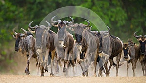 Wildebeests running through the savannah. Great Migration. Kenya. Tanzania. Masai Mara National Park.