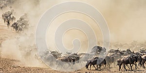 Wildebeests running through the savannah. Great Migration. Kenya. Tanzania. Masai Mara National Park.