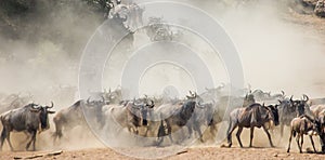 Wildebeests running through the savannah. Great Migration. Kenya. Tanzania. Masai Mara National Park.