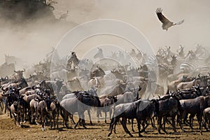 Wildebeests running through the savannah. Great Migration. Kenya. Tanzania. Masai Mara National Park.