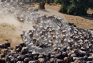 Wildebeests running through the savannah. Great Migration. Kenya. Tanzania. Masai Mara National Park.