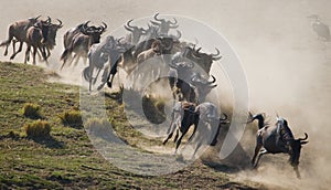 Wildebeests running through the savannah. Great Migration. Kenya. Tanzania. Masai Mara National Park.