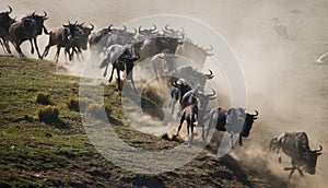 Wildebeests running through the savannah. Great Migration. Kenya. Tanzania. Masai Mara National Park.