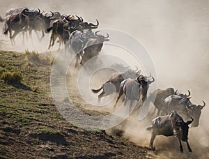 Wildebeests running through the savannah. Great Migration. Kenya. Tanzania. Masai Mara National Park.