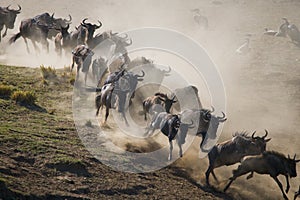 Wildebeests running through the savannah. Great Migration. Kenya. Tanzania. Masai Mara National Park.