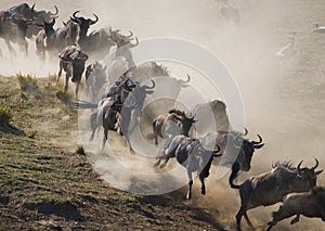 Wildebeests running through the savannah. Great Migration. Kenya. Tanzania. Masai Mara National Park.