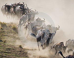 Wildebeests running through the savannah. Great Migration. Kenya. Tanzania. Masai Mara National Park.