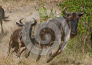 Wildebeests running through the savannah. Great Migration. Kenya. Tanzania. Masai Mara National Park.