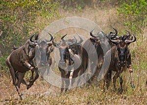 Wildebeests running through the savannah. Great Migration. Kenya. Tanzania. Masai Mara National Park.