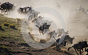 Wildebeests running through the savannah. Great Migration. Kenya. Tanzania. Masai Mara National Park.