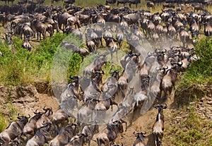 Wildebeests running through the savannah. Great Migration. Kenya. Tanzania. Masai Mara National Park.