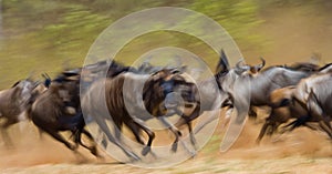Wildebeests running through the savannah. Great Migration. Kenya. Tanzania. Masai Mara National Park. Motion effect.