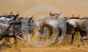 Wildebeests running through the savannah. Great Migration. Kenya. Tanzania. Masai Mara National Park. Motion effect.