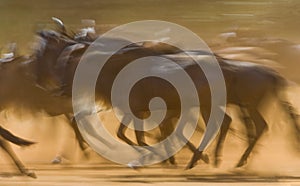 Wildebeests running through the savannah. Great Migration. Kenya. Tanzania. Masai Mara National Park. Motion effect.