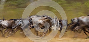 Wildebeests running through the savannah. Great Migration. Kenya. Tanzania. Masai Mara National Park. Motion effect.