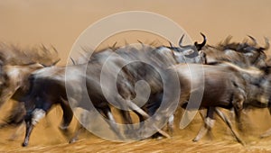 Wildebeests running through the savannah. Great Migration. Kenya. Tanzania. Masai Mara National Park. Motion effect.