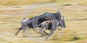 Wildebeests running through the savannah. Great Migration. Kenya. Tanzania. Masai Mara National Park. Motion effect.