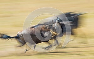 Wildebeests running through the savannah. Great Migration. Kenya. Tanzania. Masai Mara National Park. Motion effect.