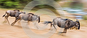 Wildebeests running through the savannah. Great Migration. Kenya. Tanzania. Masai Mara National Park. Motion effect.