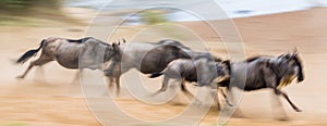 Wildebeests running through the savannah. Great Migration. Kenya. Tanzania. Masai Mara National Park. Motion effect.