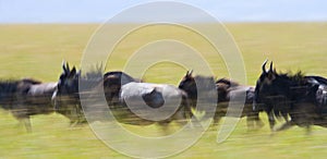 Wildebeests running through the savannah. Great Migration. Kenya. Tanzania. Masai Mara National Park. Motion effect.