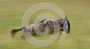 Wildebeests running through the savannah. Great Migration. Kenya. Tanzania. Masai Mara National Park. Motion effect.