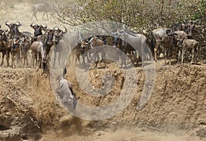 Wildebeests rushing down the escarpment of Mara river