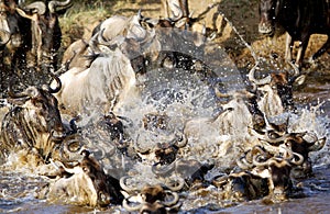 wildebeests rushing in Mara river while migration