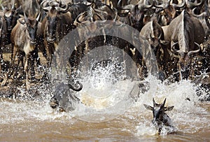 Wildebeests rushing to cross Mara river