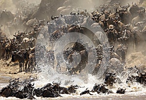 Wildebeests rushing to cross the Mara River