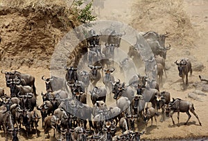 Wildebeests rushing through the trench of  Mara river