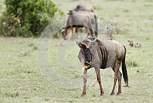 The Wildebeests in Savannah, Kenya