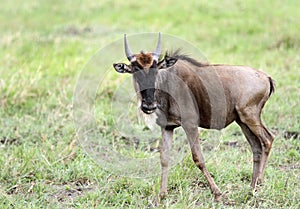 A Wildebeests in Savannah, Masai Mara, Kenya