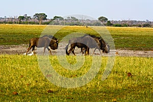 Wildebeests in the savannah in the Savuti National Park Botswana