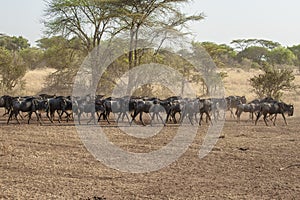 Wildebeests in Serengeti, Tanzania