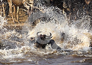 Wildebeests  and splash of water while crossing Mara river