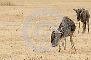 Wildebeests standing