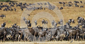 Wildebeests standing in the savannah. Great Migration. Kenya. Tanzania. Masai Mara National Park.