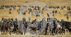 Wildebeests standing in the savannah. Great Migration. Kenya. Tanzania. Masai Mara National Park.