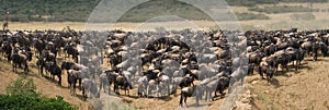 Wildebeests standing in the savannah. Great Migration. Kenya. Tanzania. Masai Mara National Park.