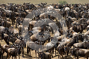 Wildebeests standing in the savannah. Great Migration. Kenya. Tanzania. Masai Mara National Park.