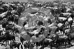 Wildebeests standing in the savannah. Great Migration. Kenya. Tanzania. Masai Mara National Park.
