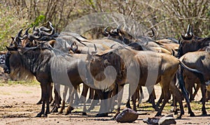 Wildebeests standing a small group in the savannah. Great Migration. Kenya. Tanzania. Masai Mara National Park.