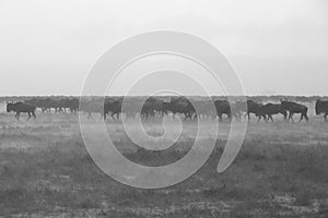 Wildebeests standing still in heavy rain, Masai Mara