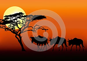 Wildebeests in sunset