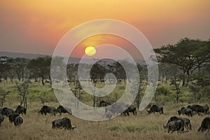 Wildebeests at sunset in Serengeti, Tanzania. Beautiful scenery with grazing gnus and colorful  evening sky.