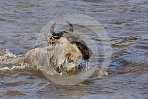 Wildebeests swimming across the Mara River