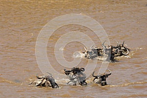 Wildebeests swimming and crossing the Mara river